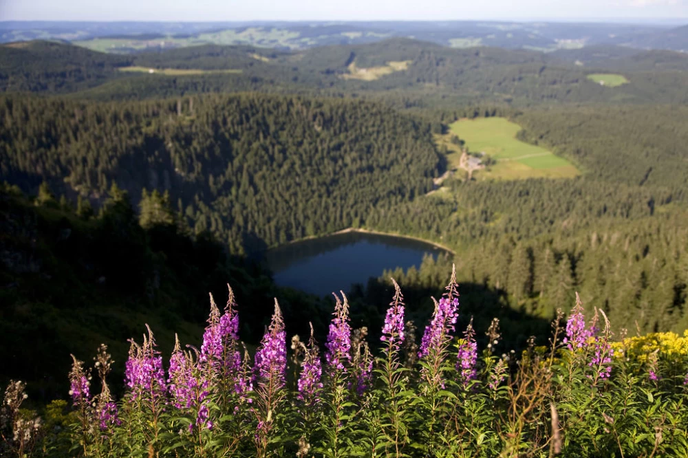 Nationalpark Schwarzwald