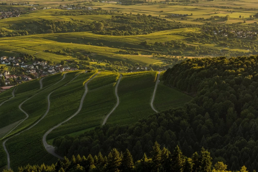 Sonnenverwöhnte Weinberge