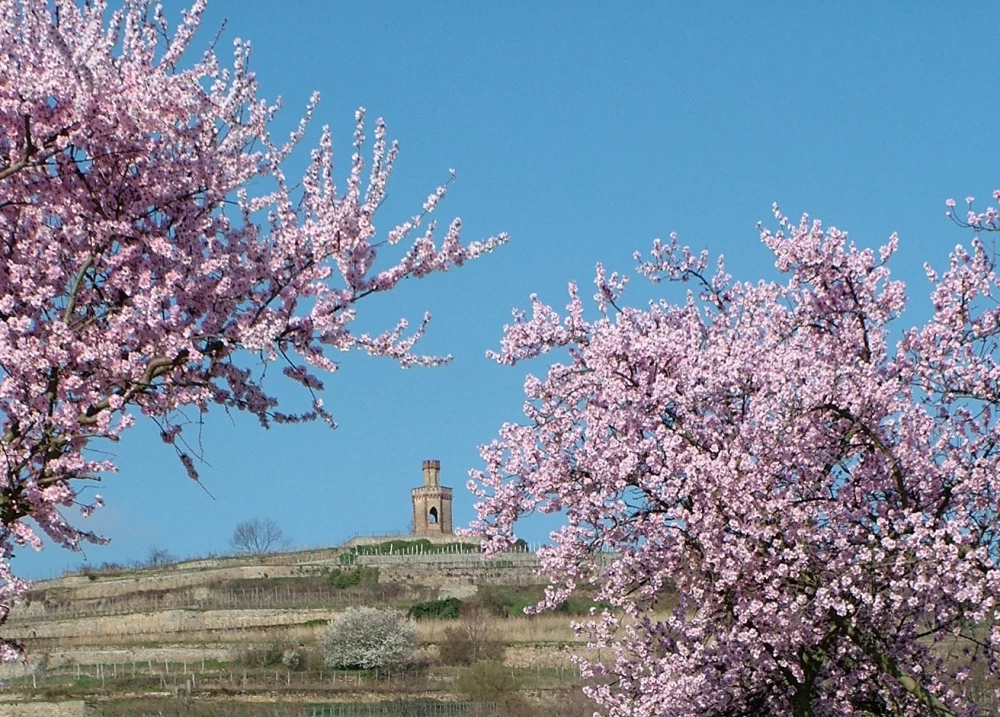 Pfälzer Mandelblüte